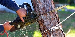 Best Emergency Tree Removal  in Southwest Sandhill, TX