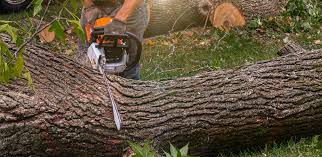 Best Firewood Processing and Delivery  in Southwest Sandhill, TX