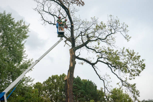 Tree and Shrub Care in Southwest Sandhill, TX