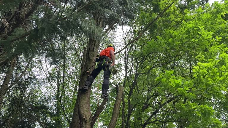 Best Tree Risk Assessment  in Southwest Sandhill, TX