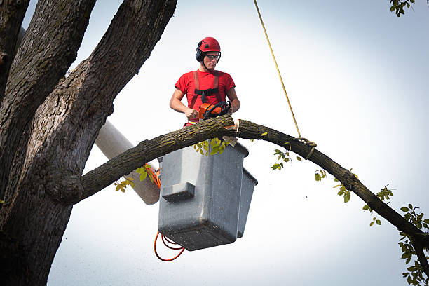 Best Palm Tree Trimming  in Southwest Sandhill, TX