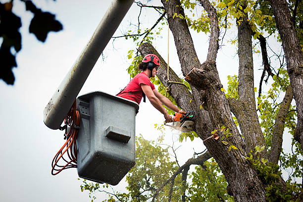 Best Tree Maintenance Programs  in Southwest Sandhill, TX