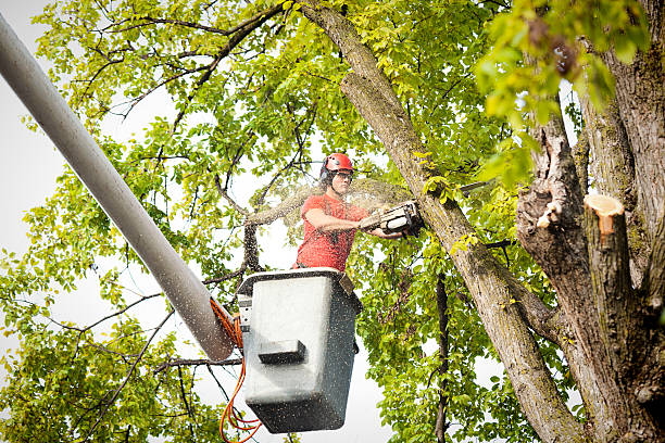 Best Root Management and Removal  in Southwest Sandhill, TX